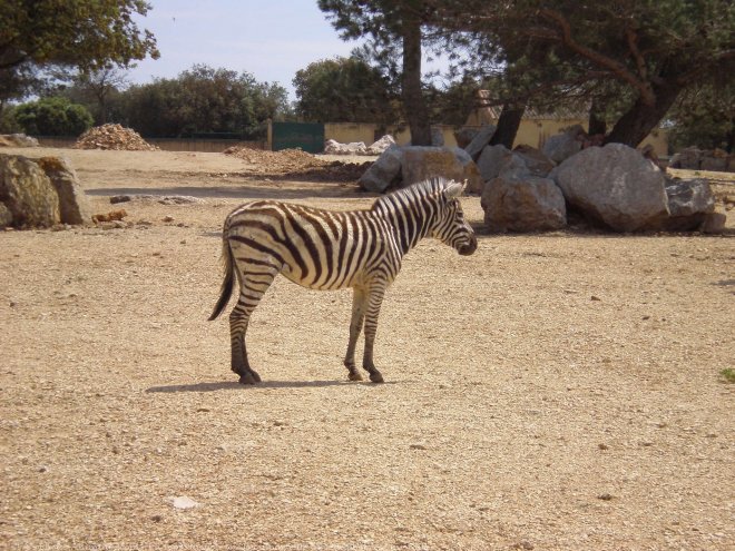 Photo de Zebre