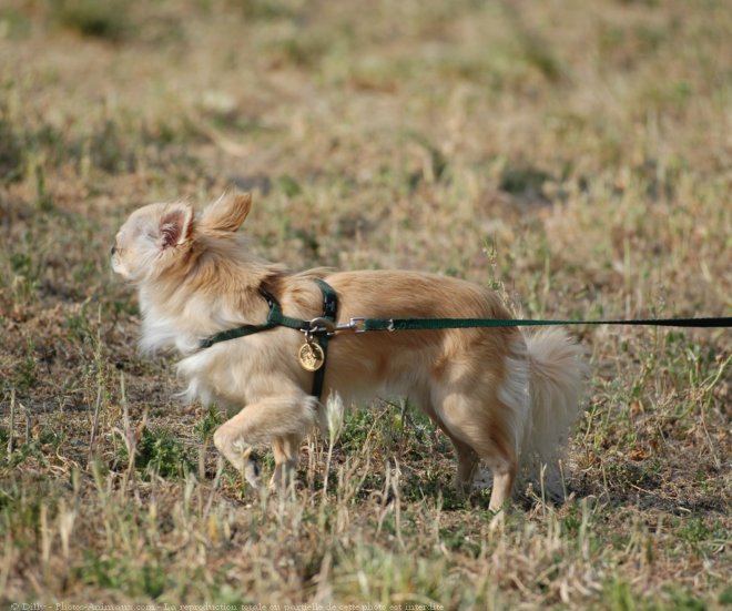 Photo de Chihuahua  poil long