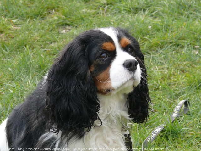 Photo de Cavalier king charles spaniel