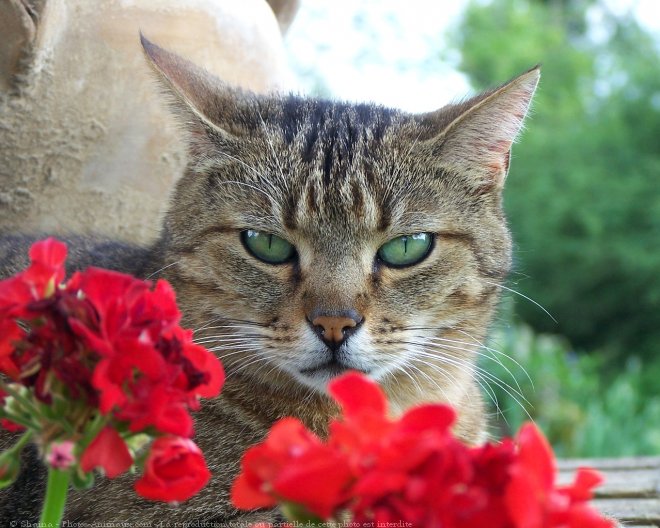 Photo de Chat domestique