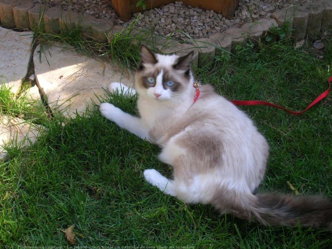 Photo de Ragdoll