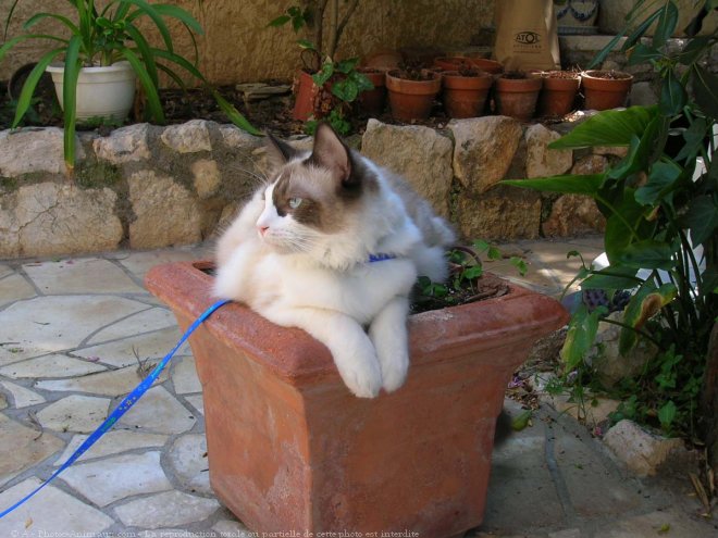 Photo de Ragdoll