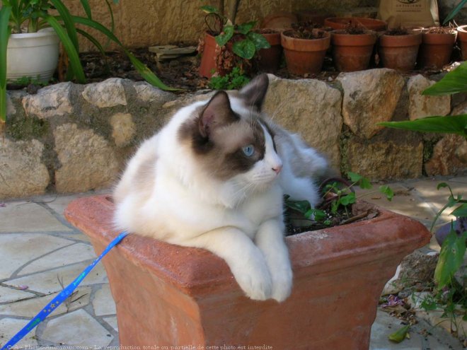 Photo de Ragdoll