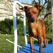 Photo de Pinscher nain