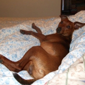 Photo de Pinscher nain