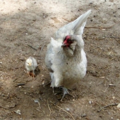 Photo de Poule