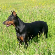 Photo de Dobermann