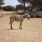 Photo de Zebre