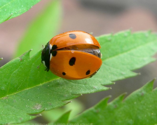 Photo de Coccinelle