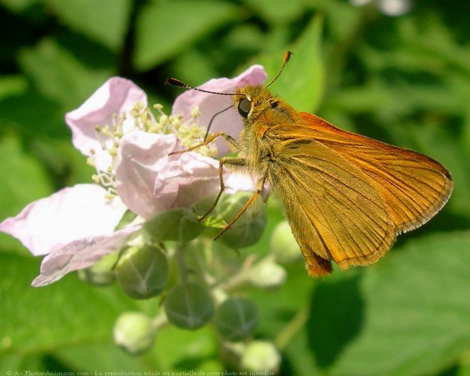 Photo de Papillon