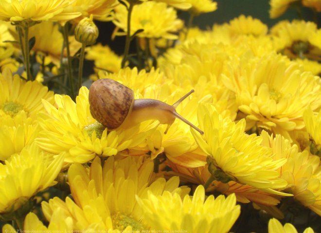 Photo d'Escargot