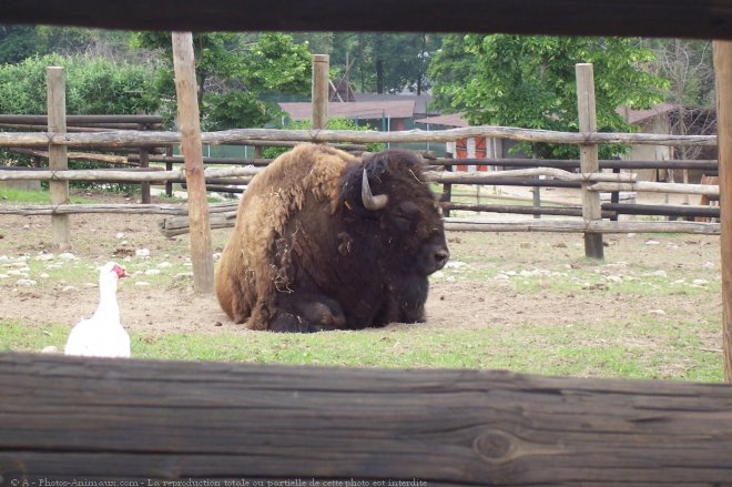 Photo de Bison