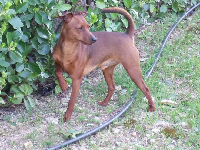 Photo de Pinscher nain