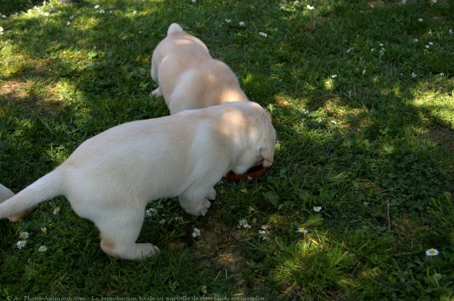 Photo de Labrador retriever