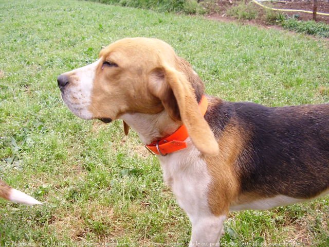 Photo de Beagle