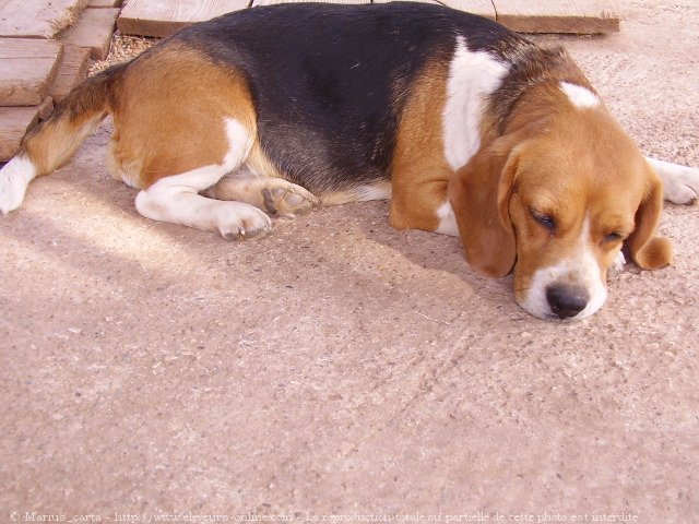 Photo de Beagle