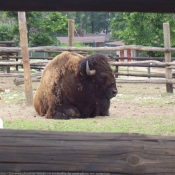 Photo de Bison