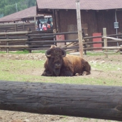 Photo de Bison