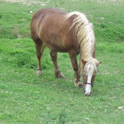 Photo de Poney (toutes races)