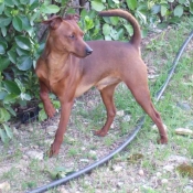 Photo de Pinscher nain