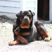 Photo de Rottweiler