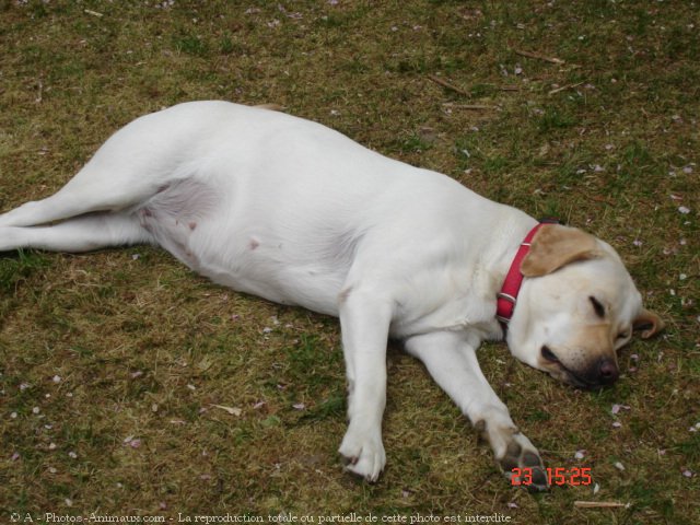 Photo de Labrador retriever