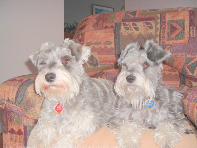 Photo de Schnauzer nain