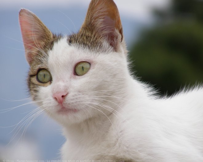 Photo de Chat domestique