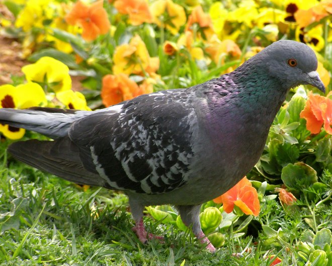 Photo de Pigeon