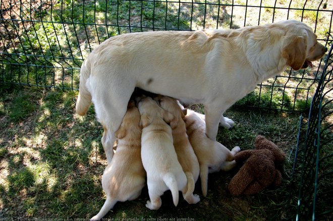 Photo de Labrador retriever