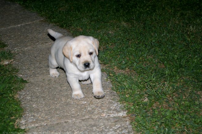 Photo de Labrador retriever