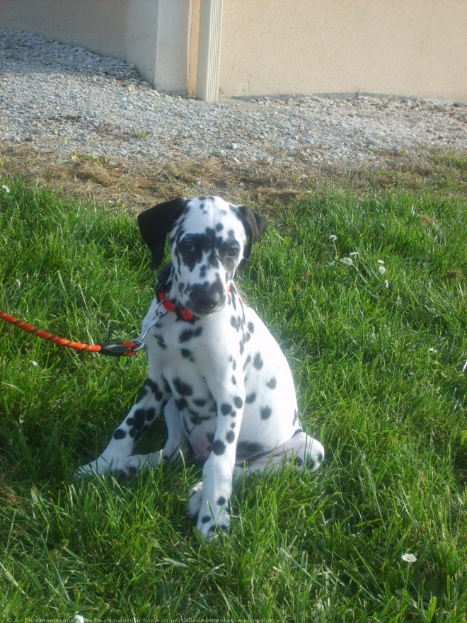 Photo de Dalmatien