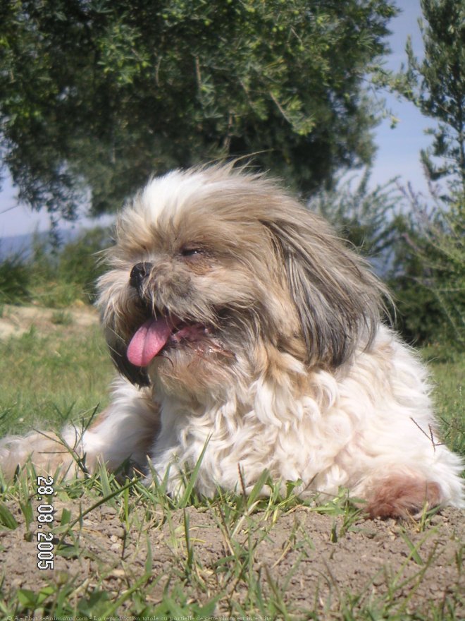 Photo de Shih tzu