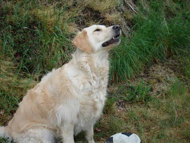 Photo de Golden retriever