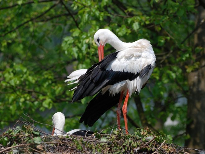 Photo de Cigogne