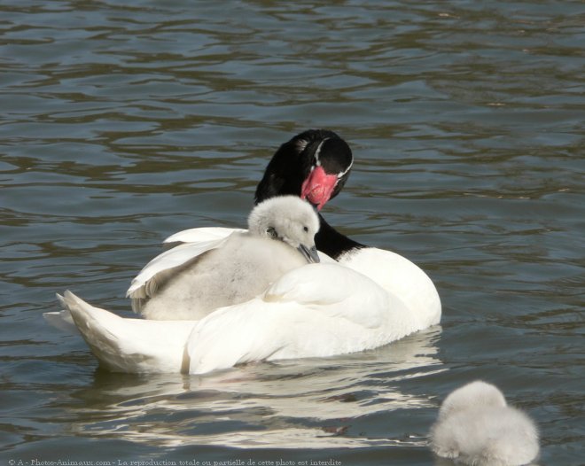 Photo de Cygne