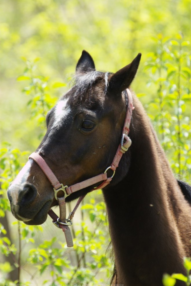 Photo de Poney franais de selle