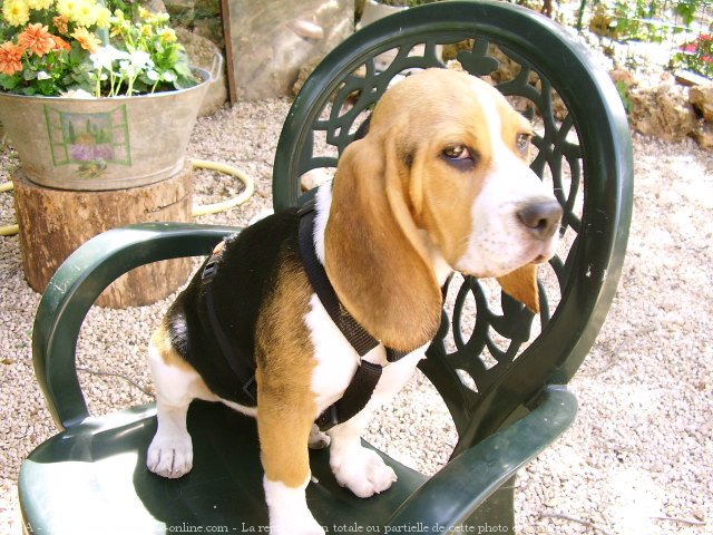 Photo de Beagle