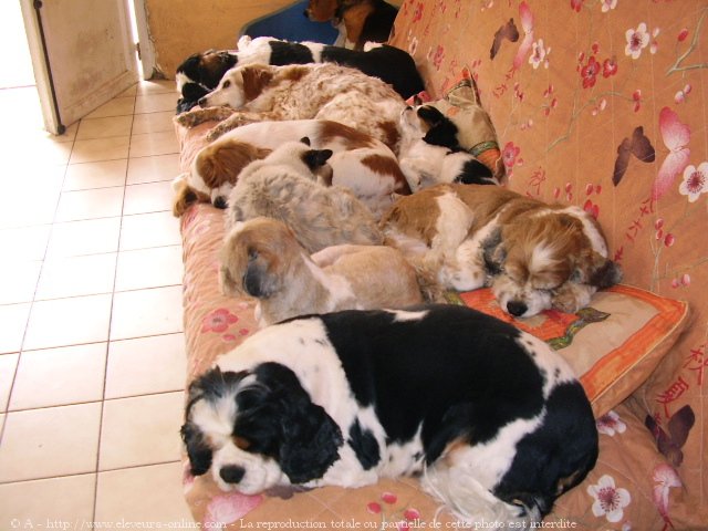 Photo de Cavalier king charles spaniel