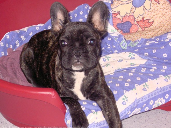 Photo de Bouledogue franais