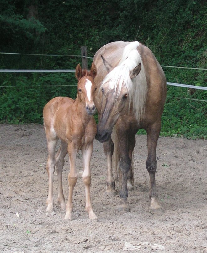 Photo de Palomino