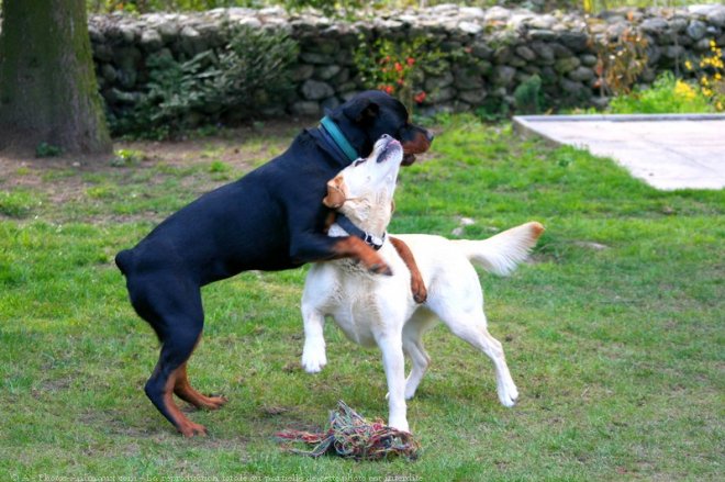 Photo de Races diffrentes