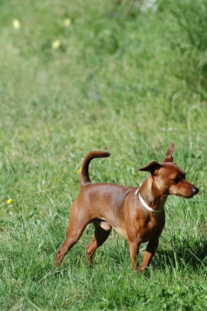 Photo de Pinscher nain