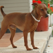 Photo de Pinscher nain