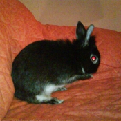 Photo de Lapin