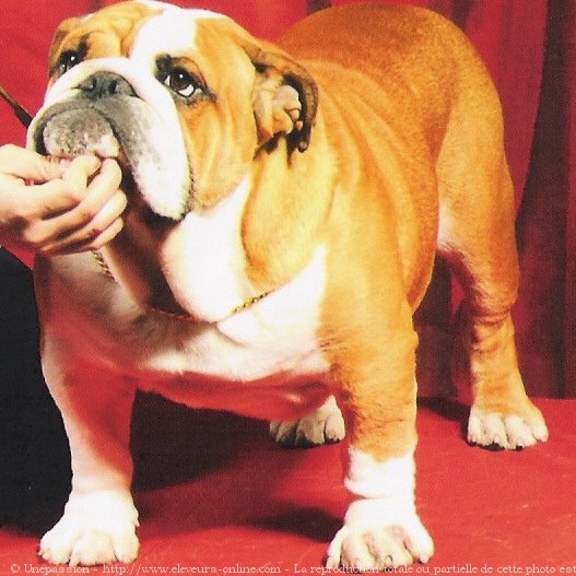 Photo de Bulldog