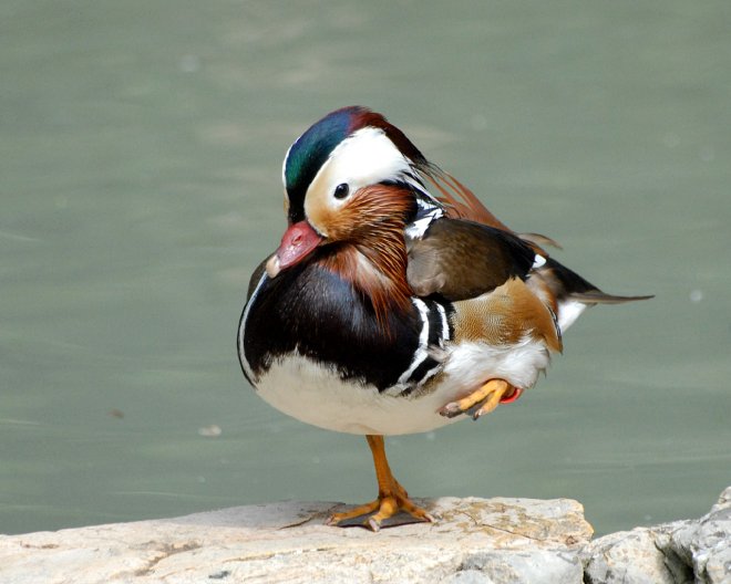 Photo de Canard