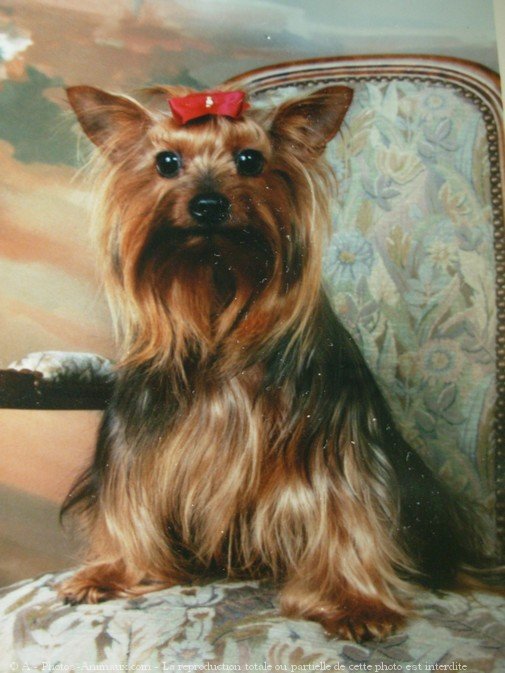 Photo de Yorkshire terrier