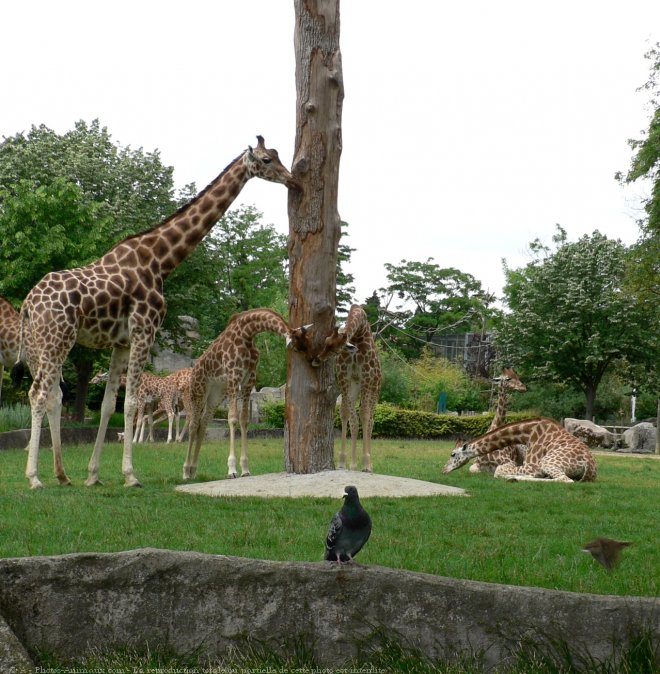 Photo de Girafe