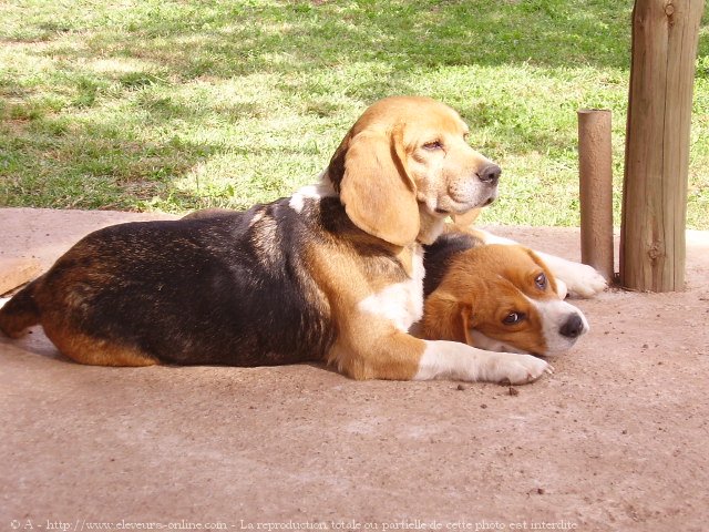 Photo de Beagle